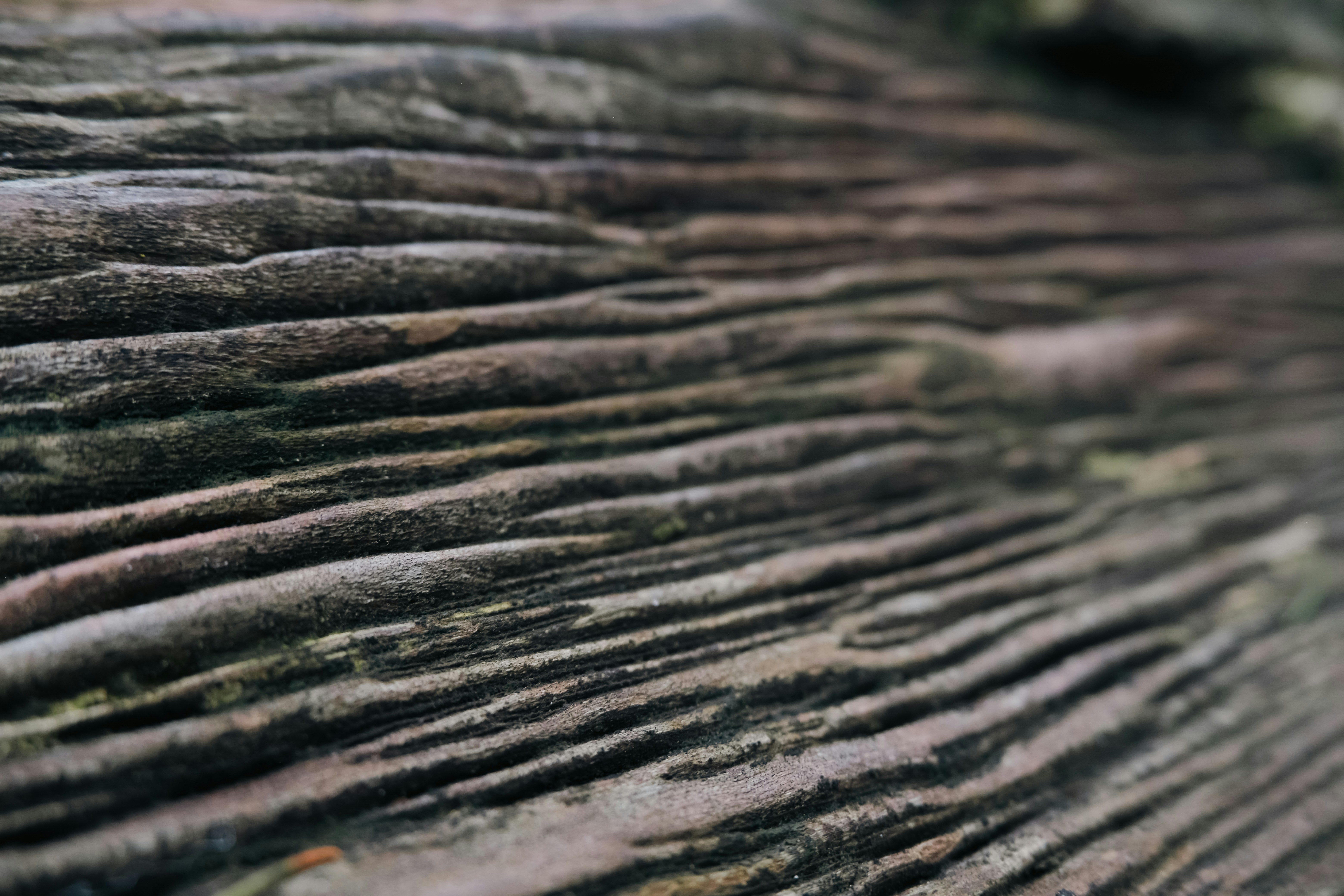 forest wallpaper aesthetic, wallpaper, Crafts for Adults: Fun Activities While Camping 1