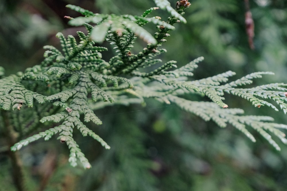 a close up of a green tree branch