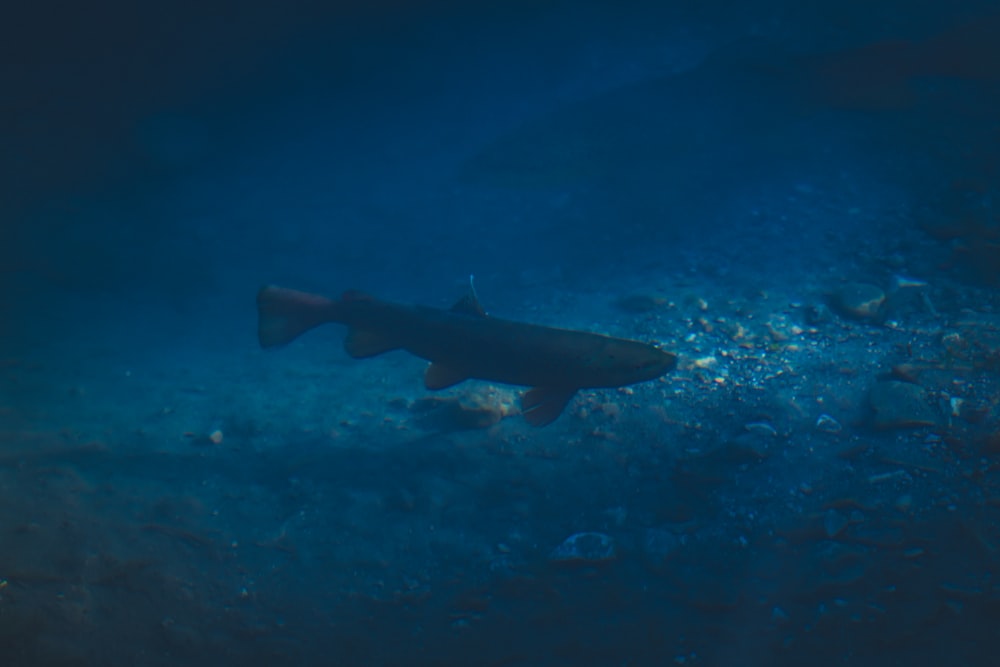 a large fish swimming in a deep blue ocean