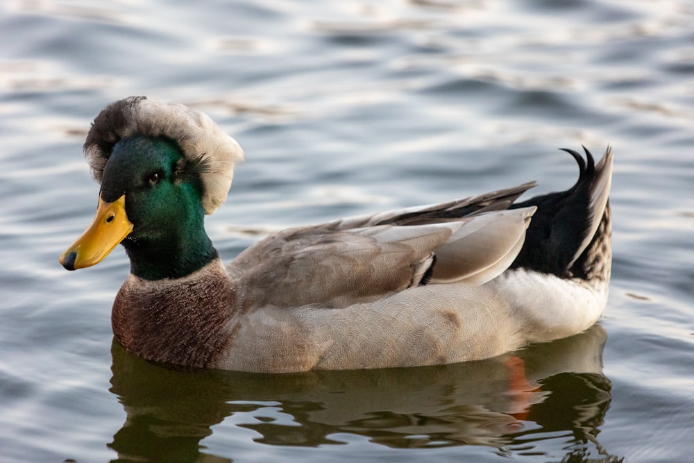 a duck floating on top of a body of water