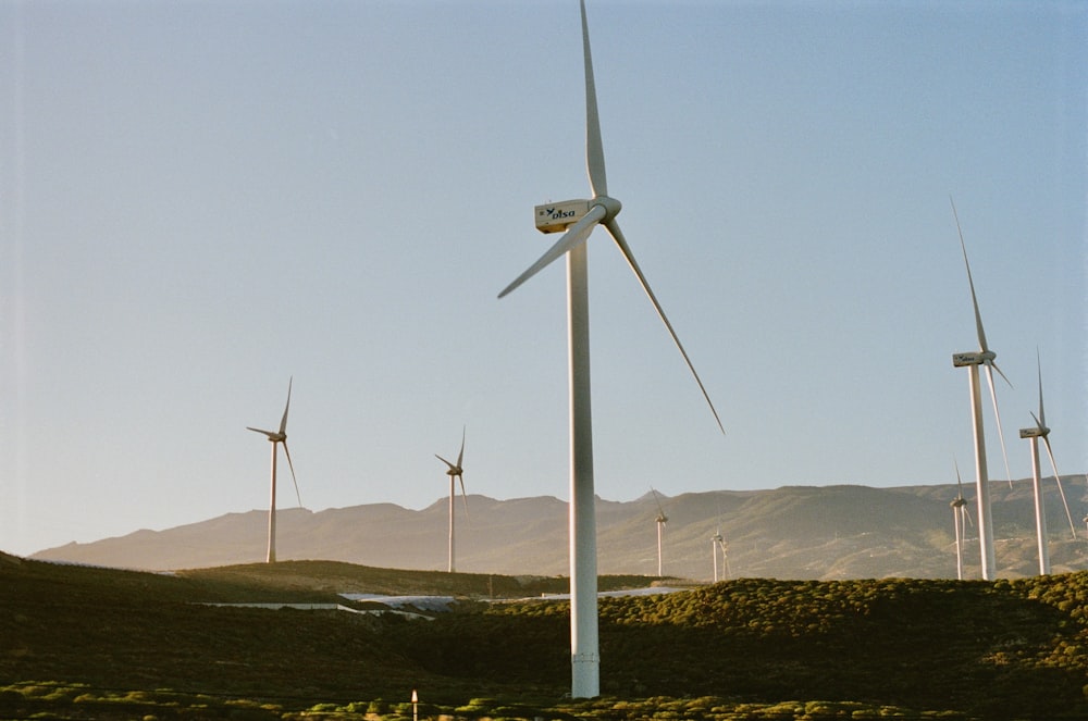 a bunch of windmills that are standing in the grass