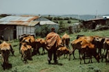 A person wearing a colorful patterned garment is herding a group of cattle in a grassy area. Behind them are makeshift buildings with corrugated metal roofs. The background features a rural landscape with green fields and distant hills under a cloudy sky.