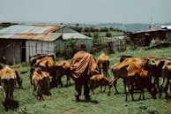 A person wearing a colorful patterned garment is herding a group of cattle in a grassy area. Behind them are makeshift buildings with corrugated metal roofs. The background features a rural landscape with green fields and distant hills under a cloudy sky.