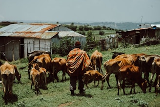 A person wearing a colorful patterned garment is herding a group of cattle in a grassy area. Behind them are makeshift buildings with corrugated metal roofs. The background features a rural landscape with green fields and distant hills under a cloudy sky.