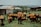 A person wearing a colorful patterned garment is herding a group of cattle in a grassy area. Behind them are makeshift buildings with corrugated metal roofs. The background features a rural landscape with green fields and distant hills under a cloudy sky.