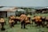 A person wearing a colorful patterned garment is herding a group of cattle in a grassy area. Behind them are makeshift buildings with corrugated metal roofs. The background features a rural landscape with green fields and distant hills under a cloudy sky.