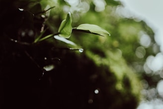 A close-up of nature’s detail, focusing on dew drops on a leaf.