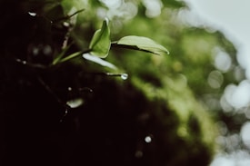 A close-up of leaves with a single dew drop clinging to one of them. The background is softly blurred with shades of green, emphasizing the crisp details of the leaf in focus.