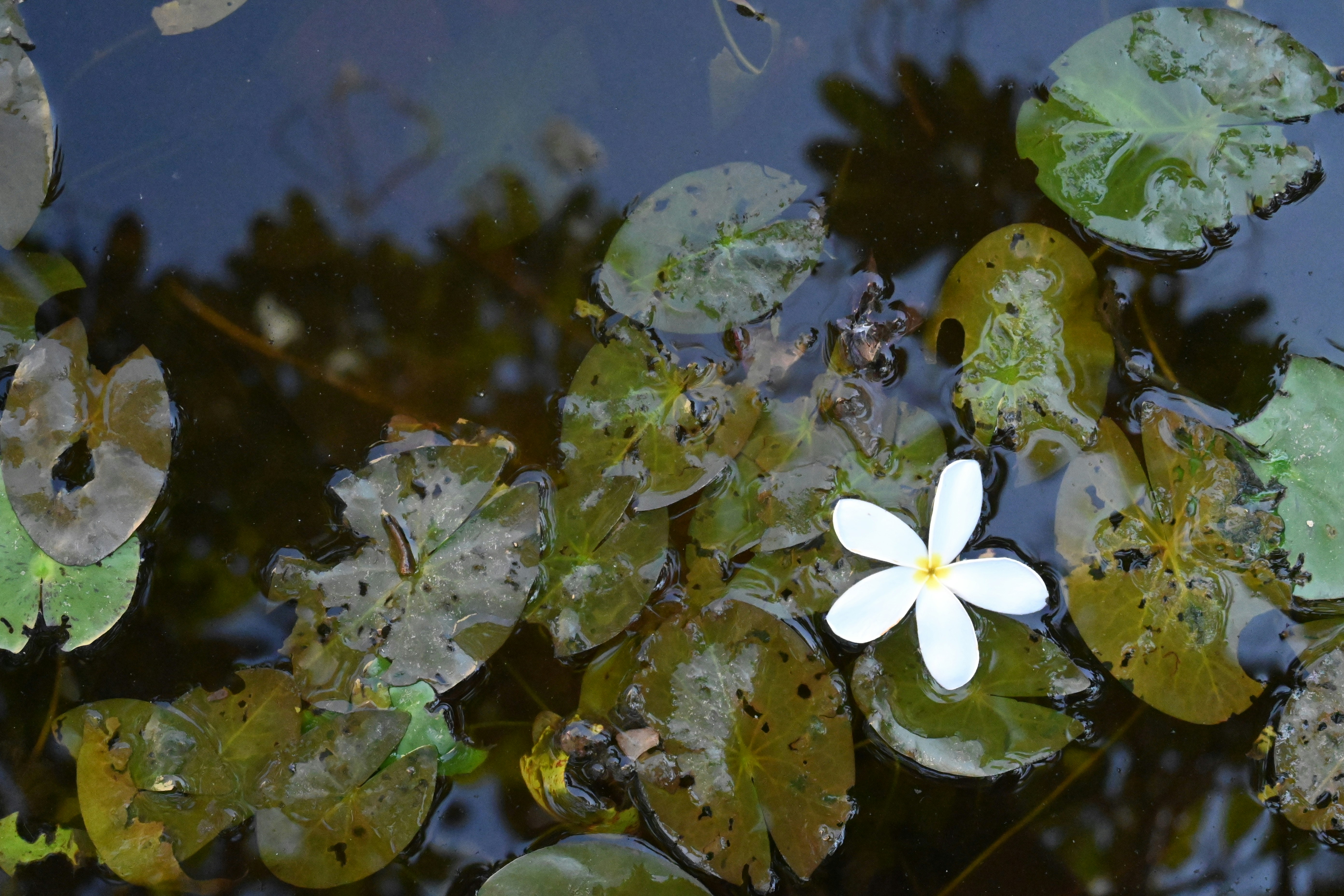 Photo by sandysidd05