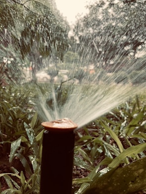 Close-up of a sprinkler head spraying water over plants.