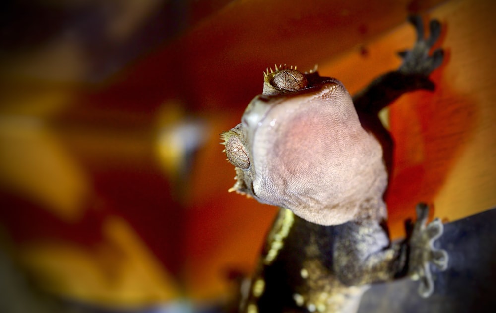 a close up of a lizard on a wall