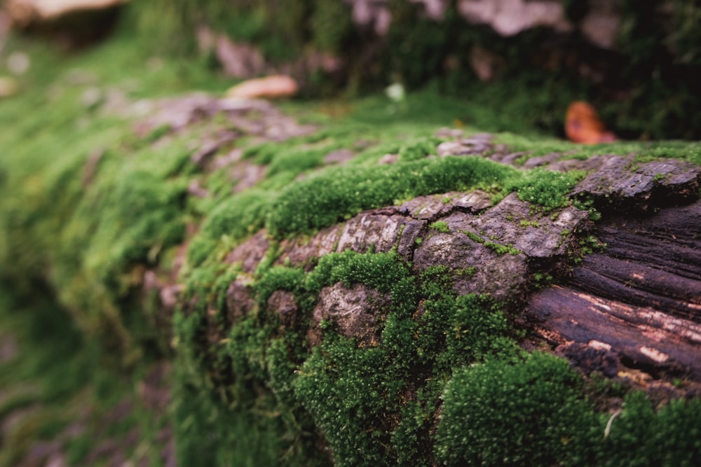 a close up of a log with moss growing on it