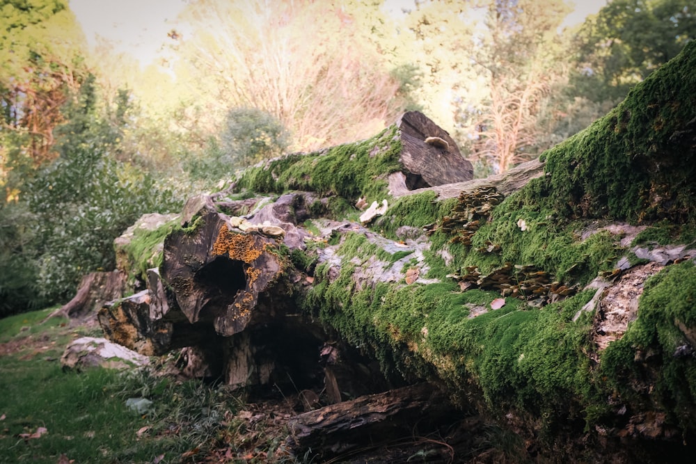 a moss covered log in the middle of a forest