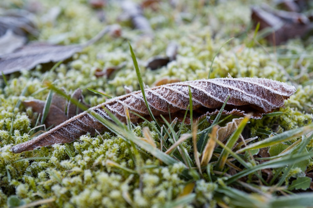 a close up of a leaf on a mossy surface