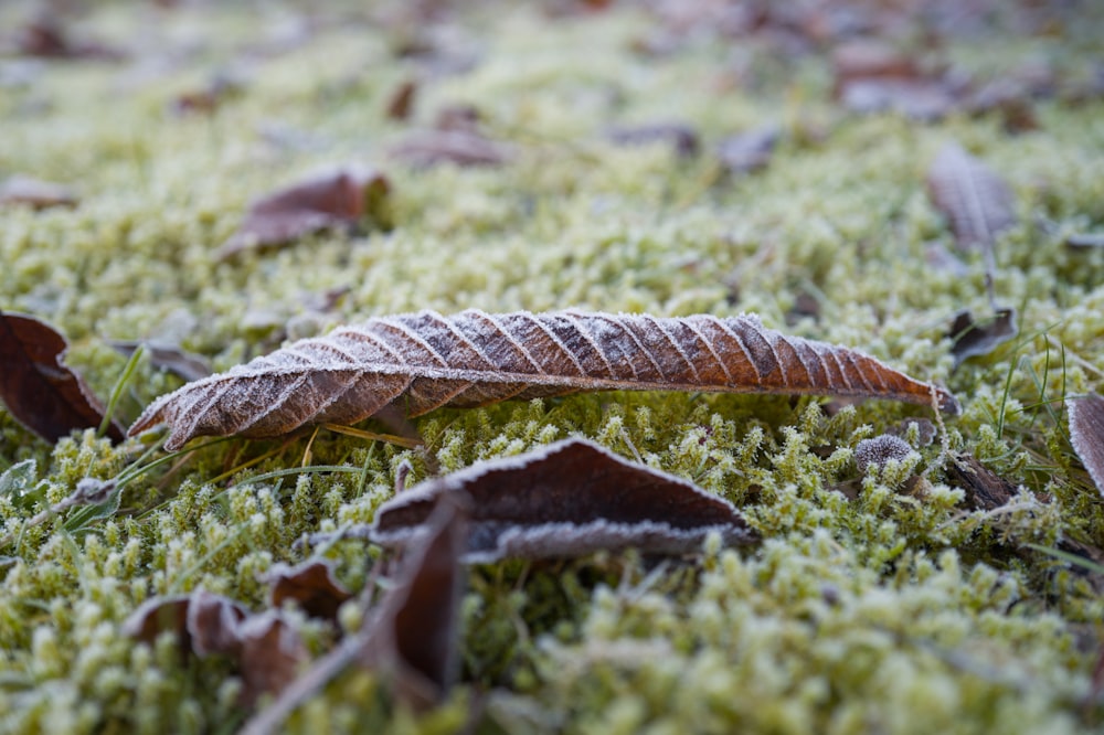 a close up of a leaf on a moss covered ground
