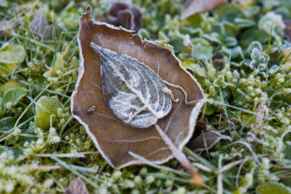 a leaf that is sitting on some grass
