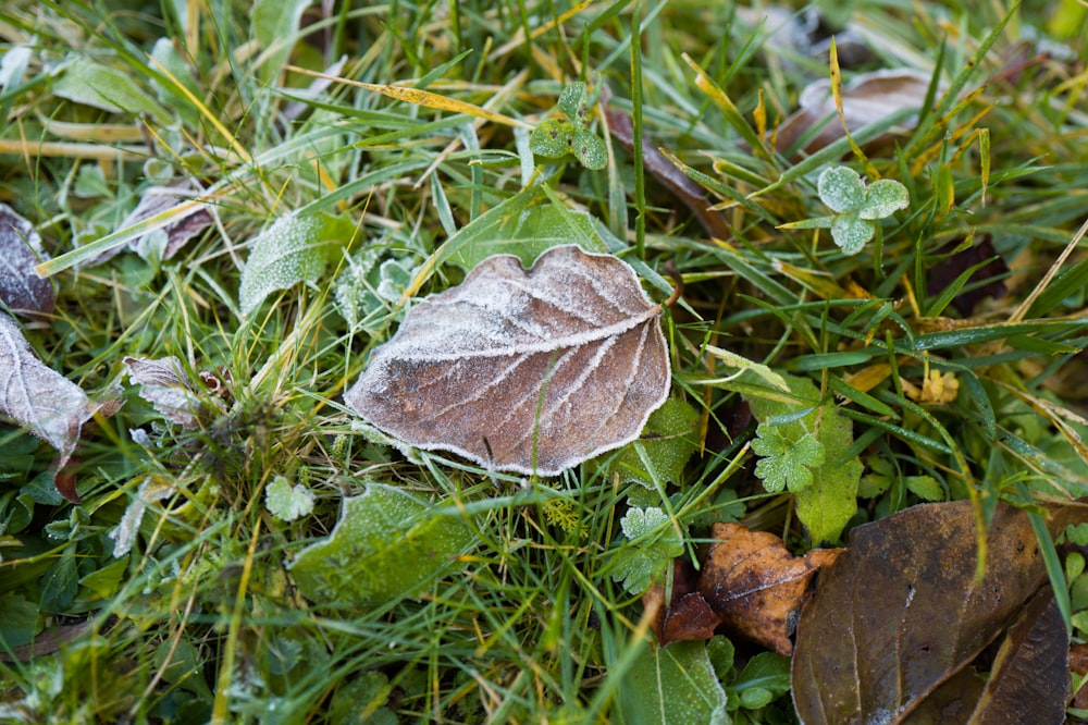 a group of leaves sitting on top of a lush green field