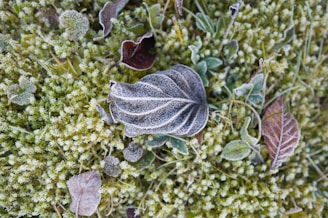 Close-up of frost-covered leaves against a dark mossy background.