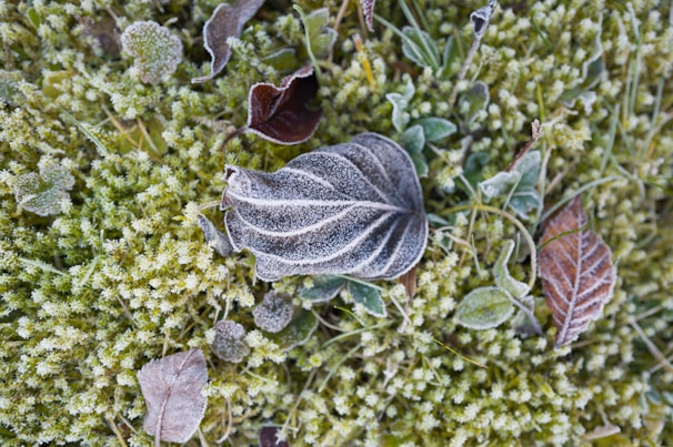 Close-up of frost-covered leaves against a dark mossy background.