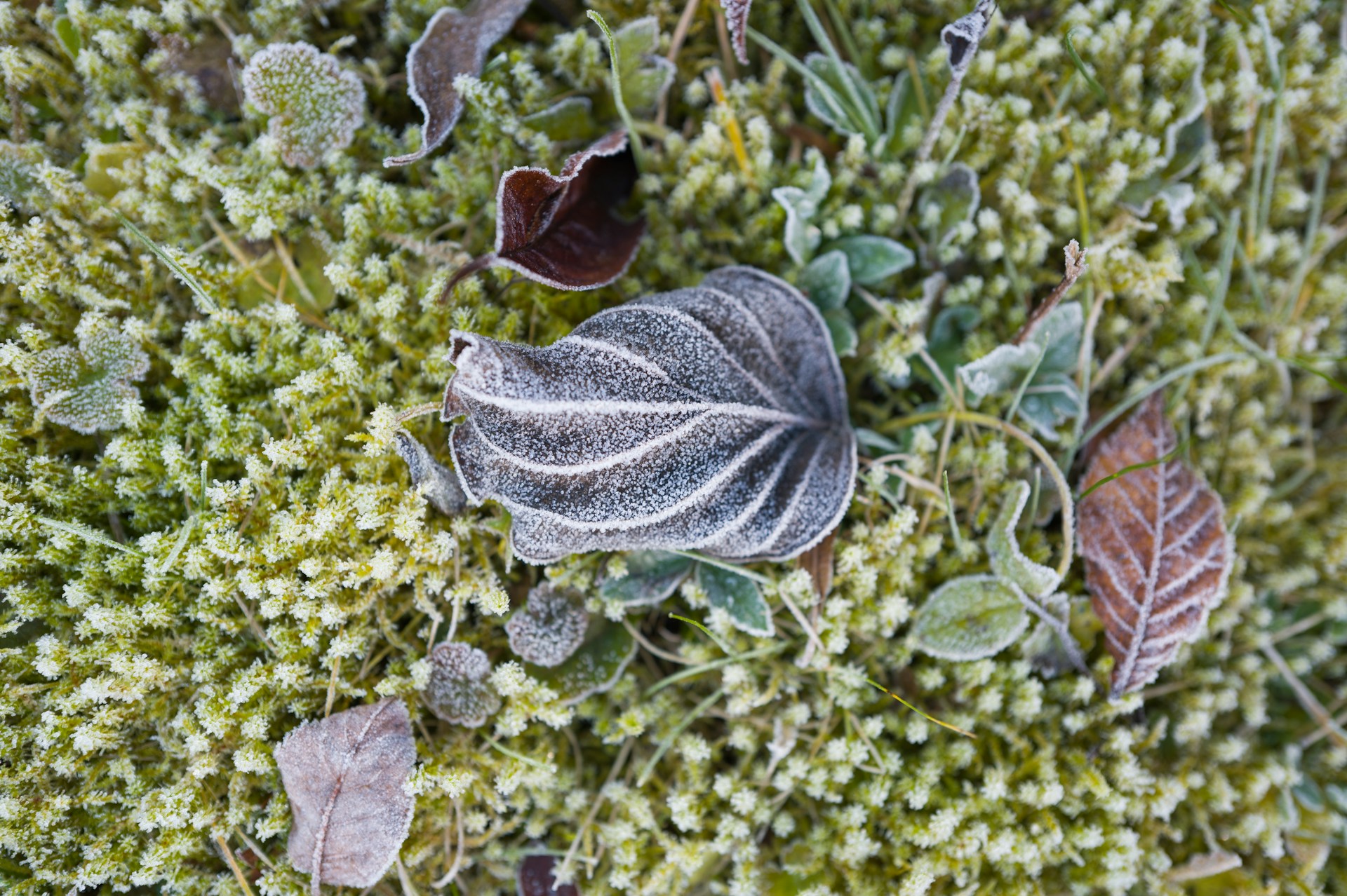A close-up shot of frost-covered leaves resting on dark moss, highlighting delicate textures in muted green and gray tones.