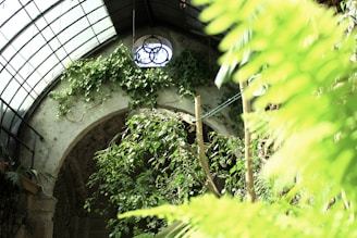 An indoor garden with abundant greenery, including climbing plants on a stone arch. Sunlight filters through a glass ceiling, illuminating the lush foliage. A circular window is visible above the arch.