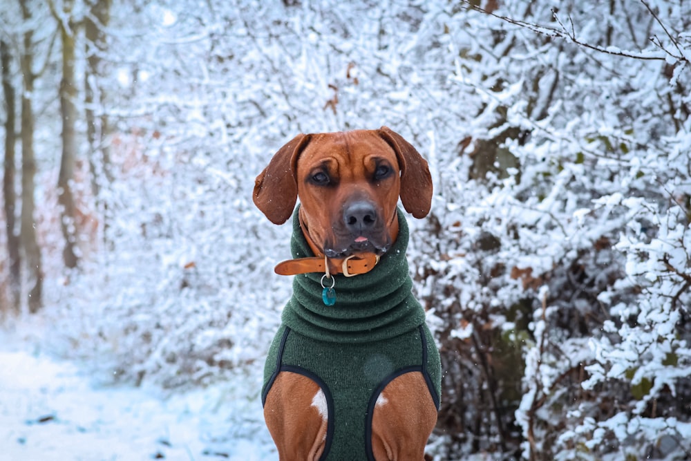 a dog wearing a sweater in the snow