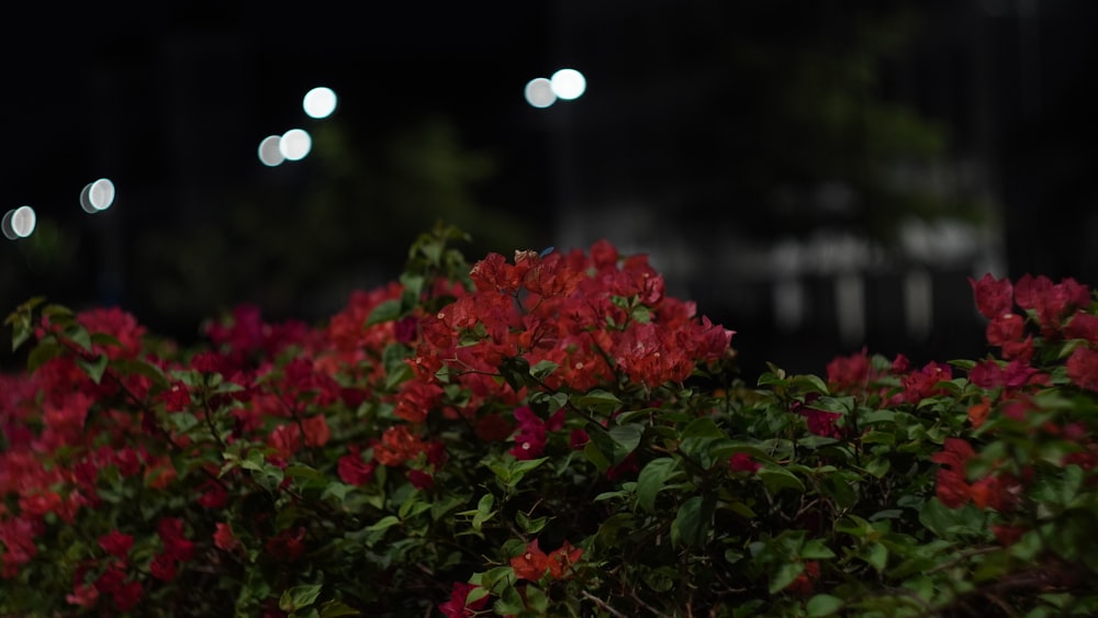 a bunch of flowers that are in a bush