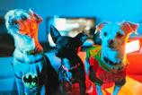 A group of pets dressed up in vibrant costumes during the pet fashion show