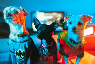 Three dogs are dressed in superhero costumes. The background is illuminated with vibrant lights, creating a vivid and dynamic atmosphere. The dogs are posed in a row, looking attentive and alert.