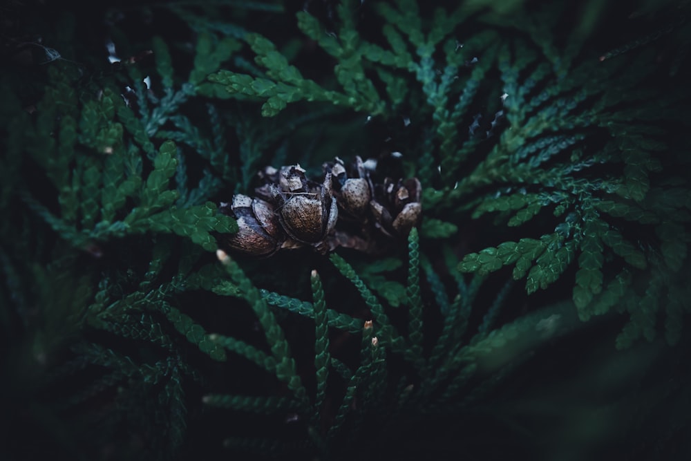 a group of pine cones sitting on top of green leaves