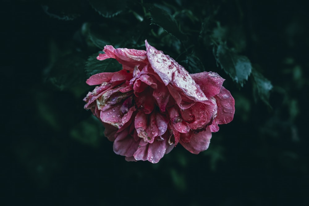 a pink flower with water droplets on it