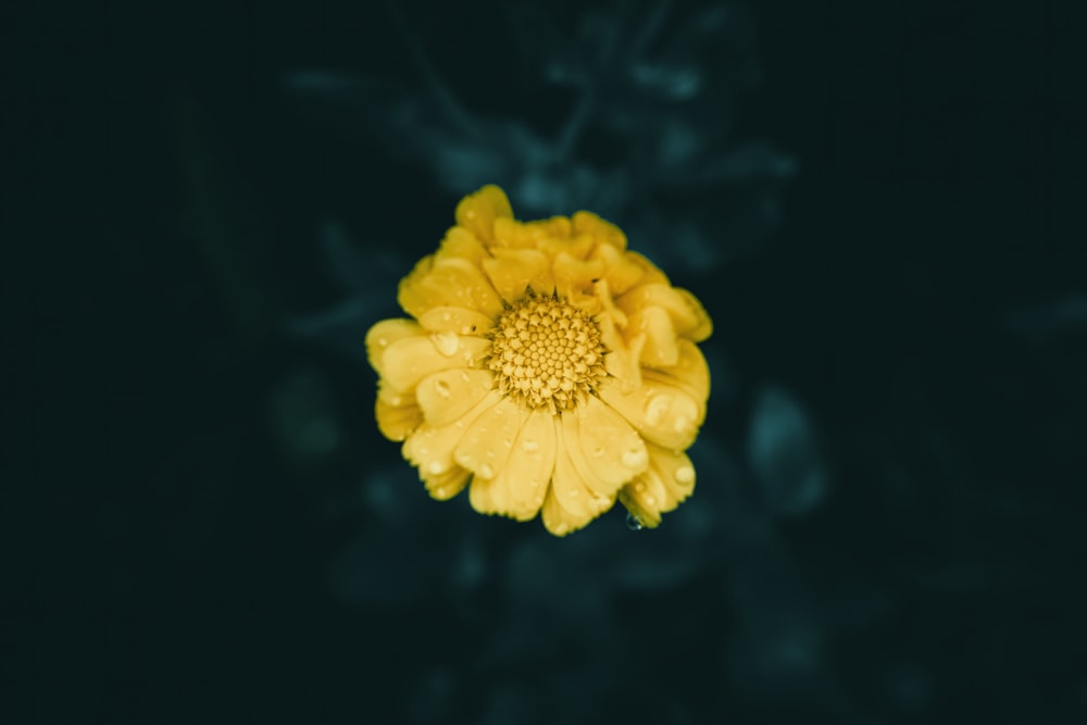 a close up of a yellow flower on a black background