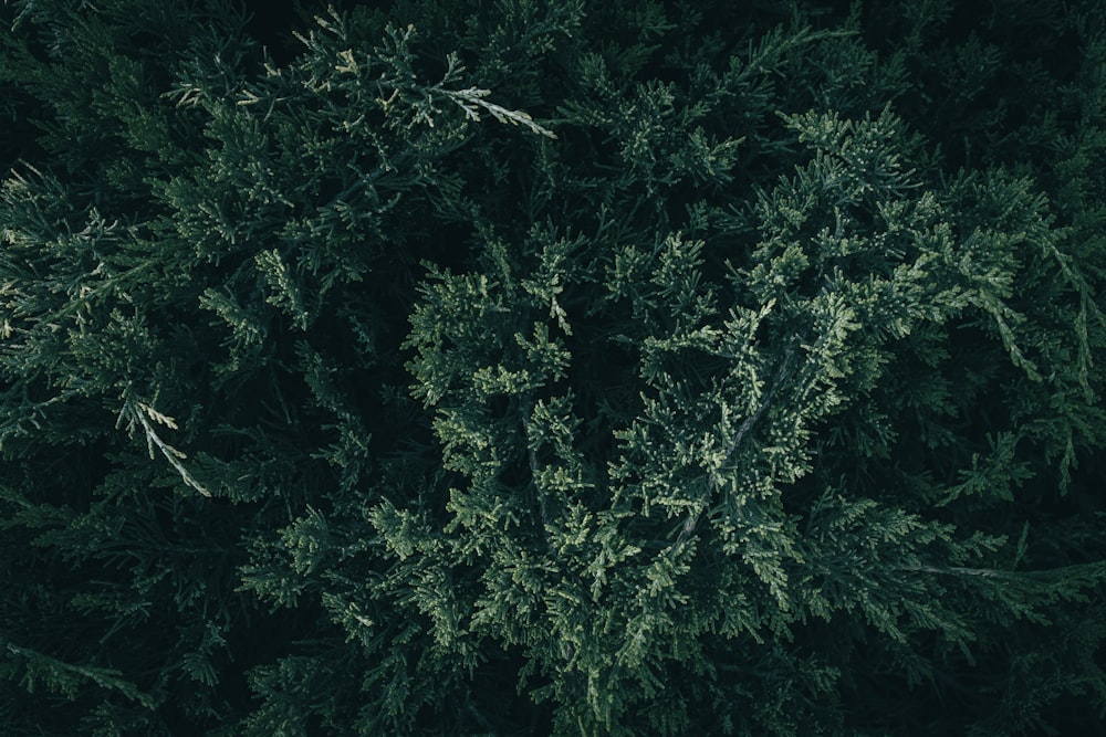 the top view of a tree from above