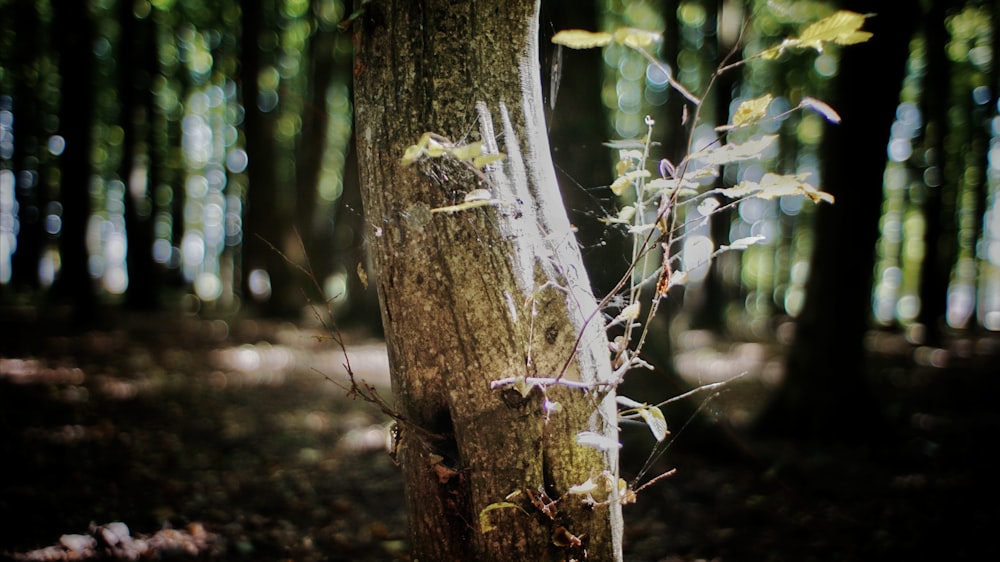 a tree with vines growing on it in the woods