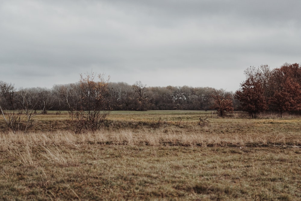 a field with a few trees in the distance