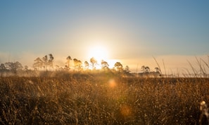 Sunrise over the lush fields of One Acre Farm, with dew-kissed crops stretching toward the horizon.