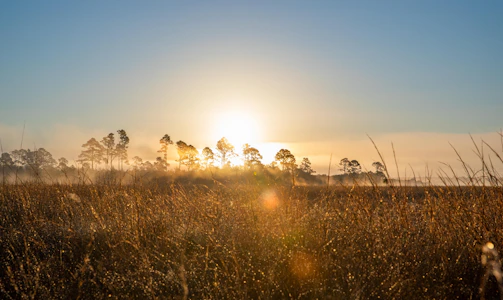 Sunrise over sugarcane fields in the Chittagong hill tracts, with dew sparkling on stalks.