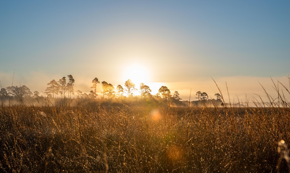 the sun is setting over a field of tall grass