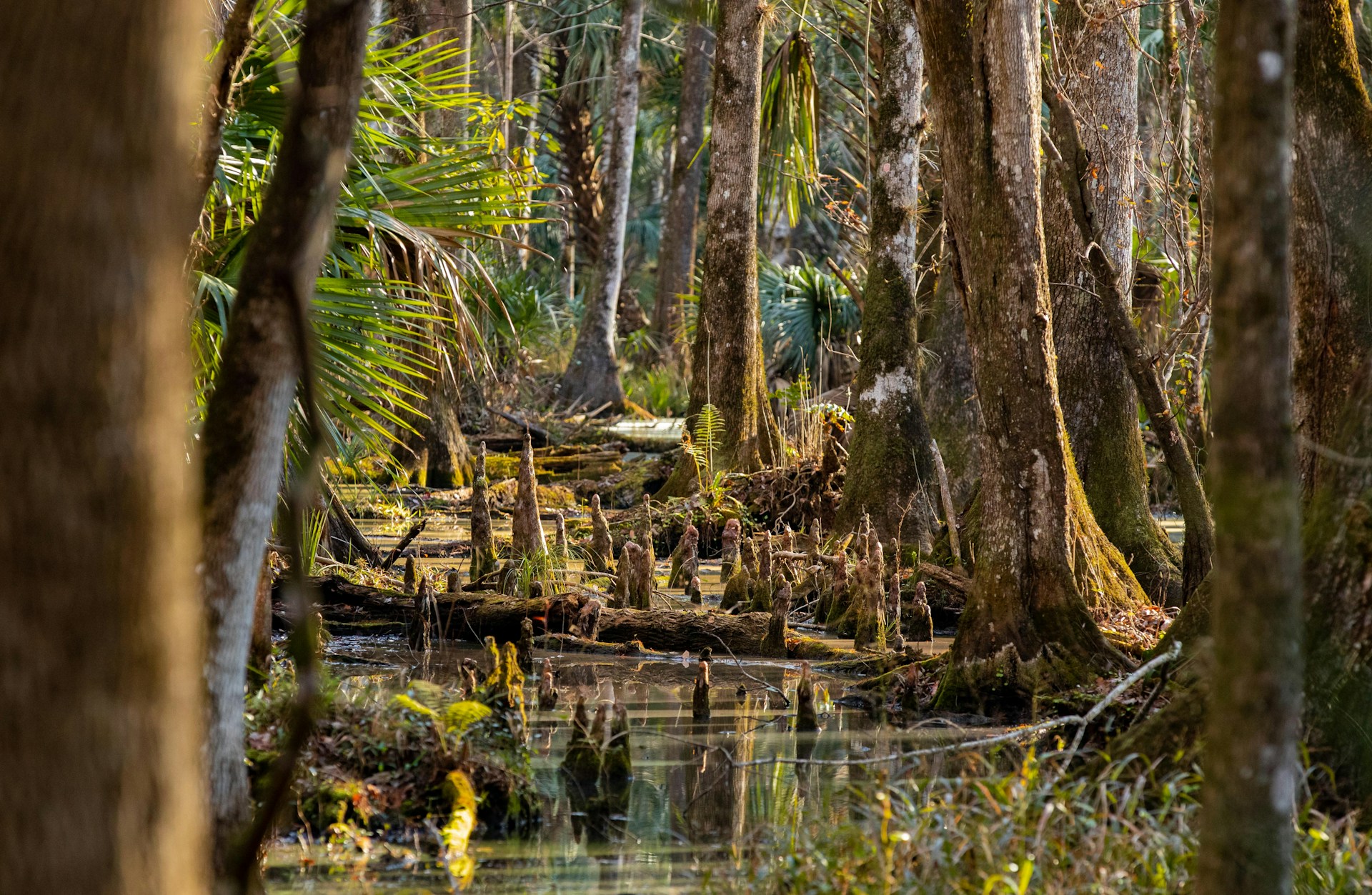 a swamp filled with lots of trees and plants