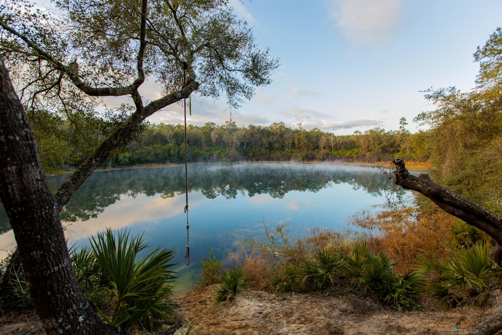 a body of water surrounded by trees and grass