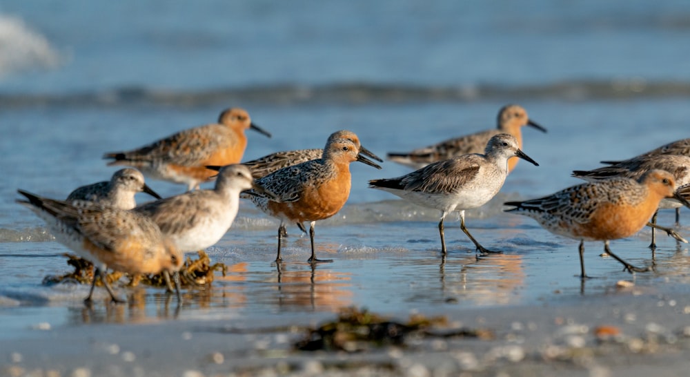 a group of birds standing on top of a sandy beach