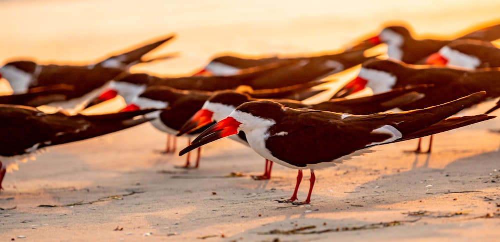 a flock of birds standing on top of a sandy beach