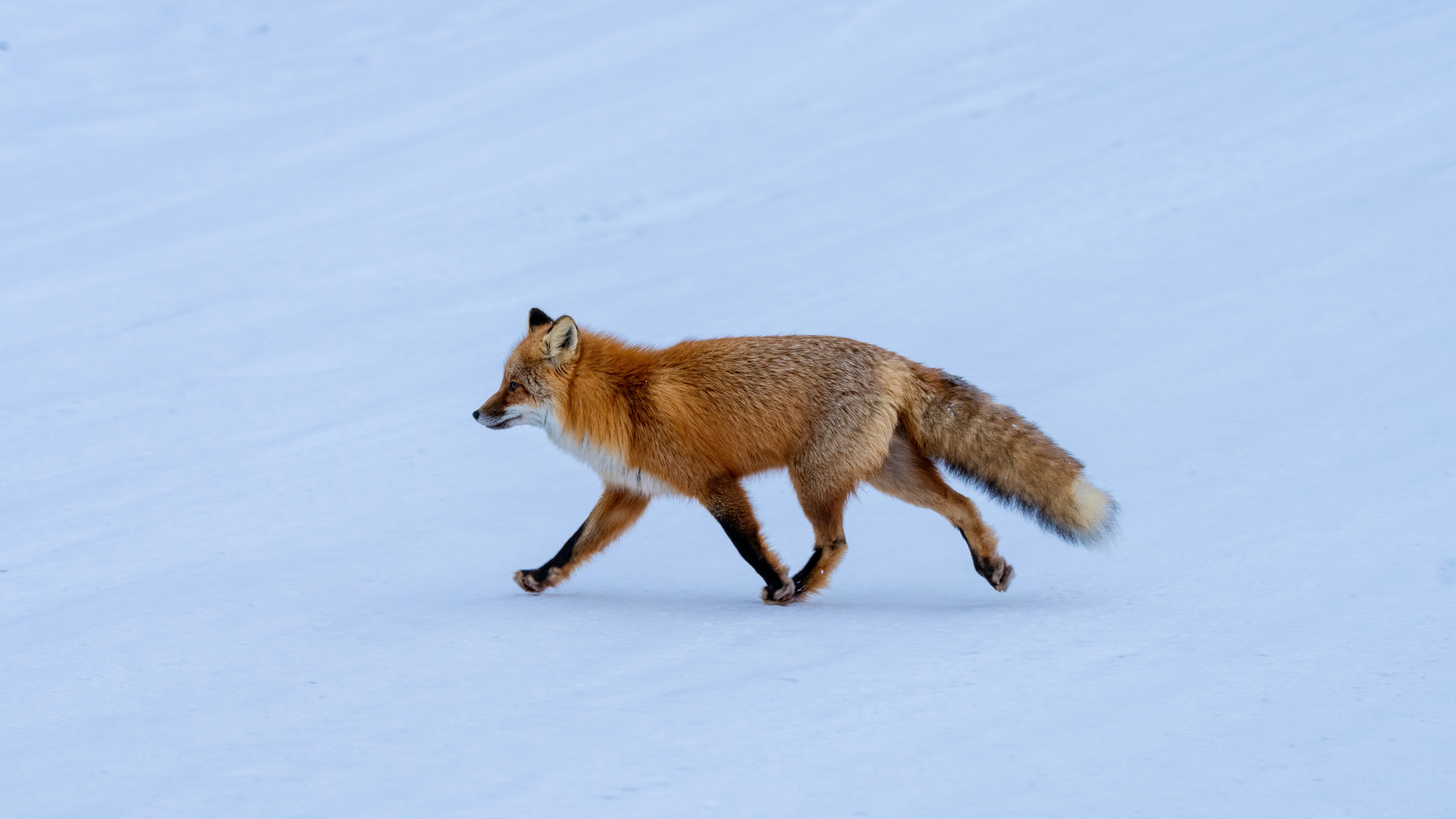a red fox walking across a snow covered field, 