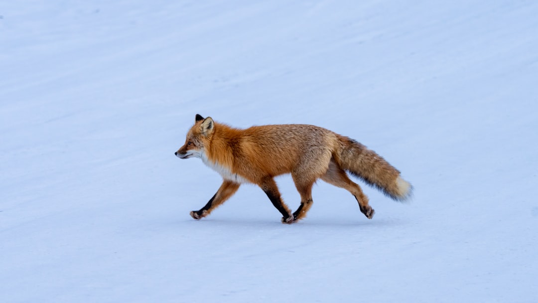 a red fox walking across a snow covered field,
