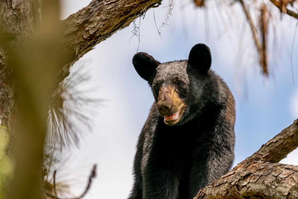 a large black bear standing on top of a tree