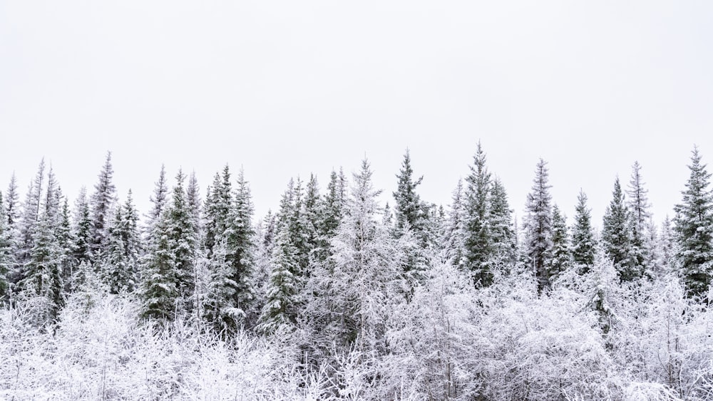 a forest filled with lots of snow covered trees