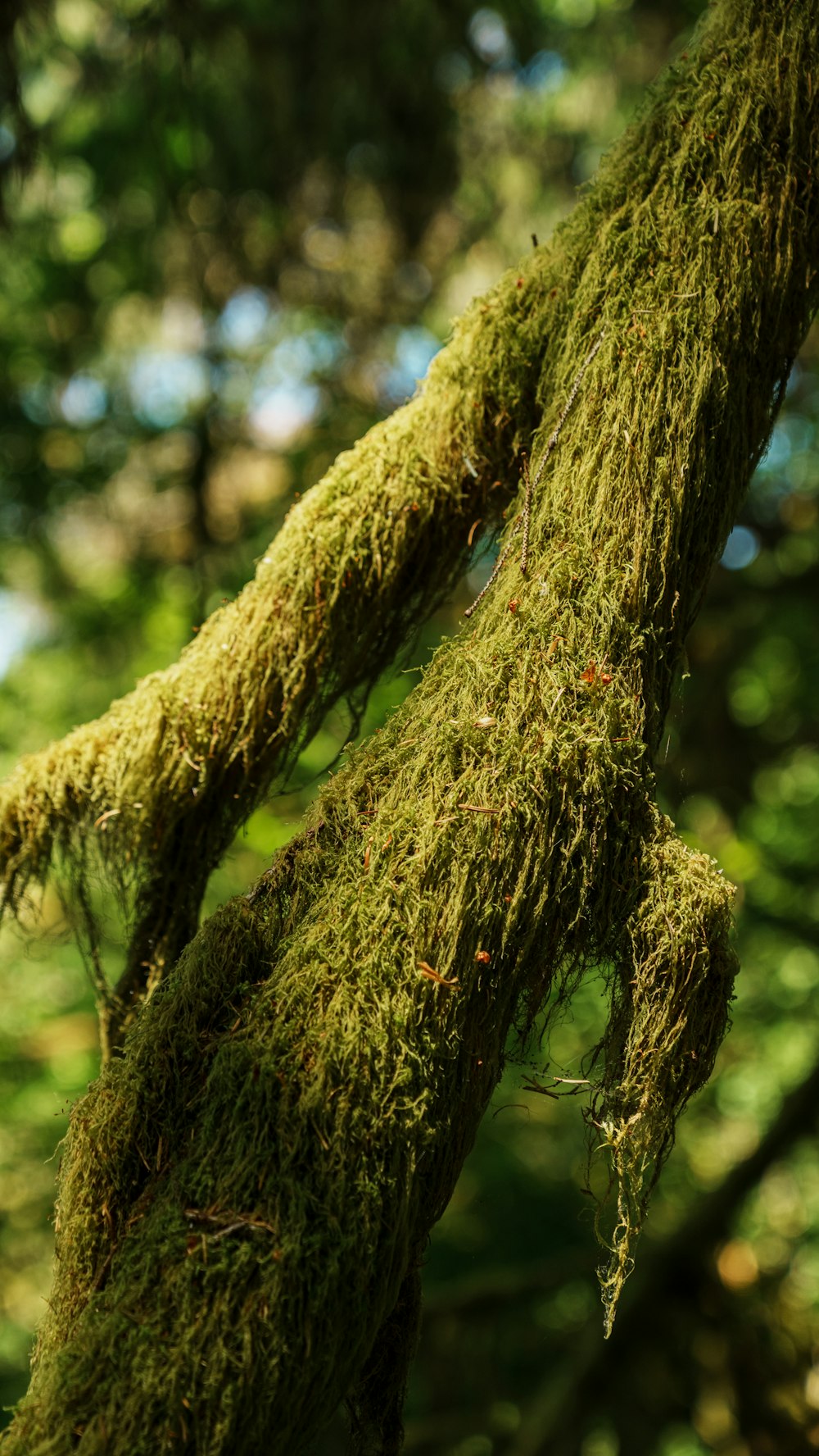 moss growing on a tree branch in a forest