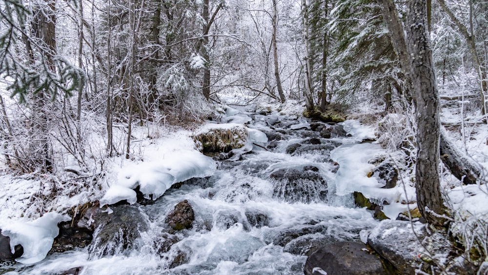 a stream running through a snow covered forest