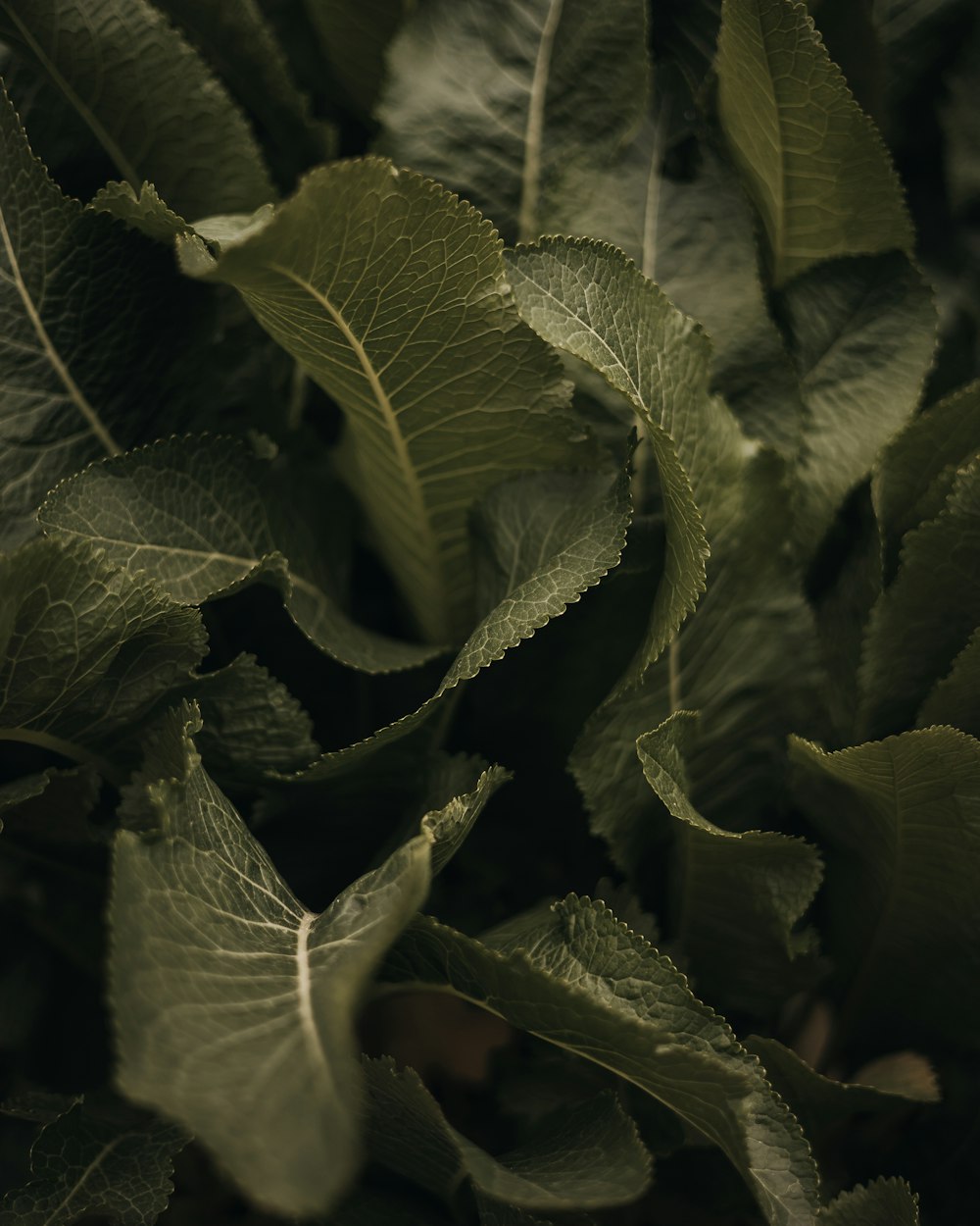 a close up of a green plant with leaves