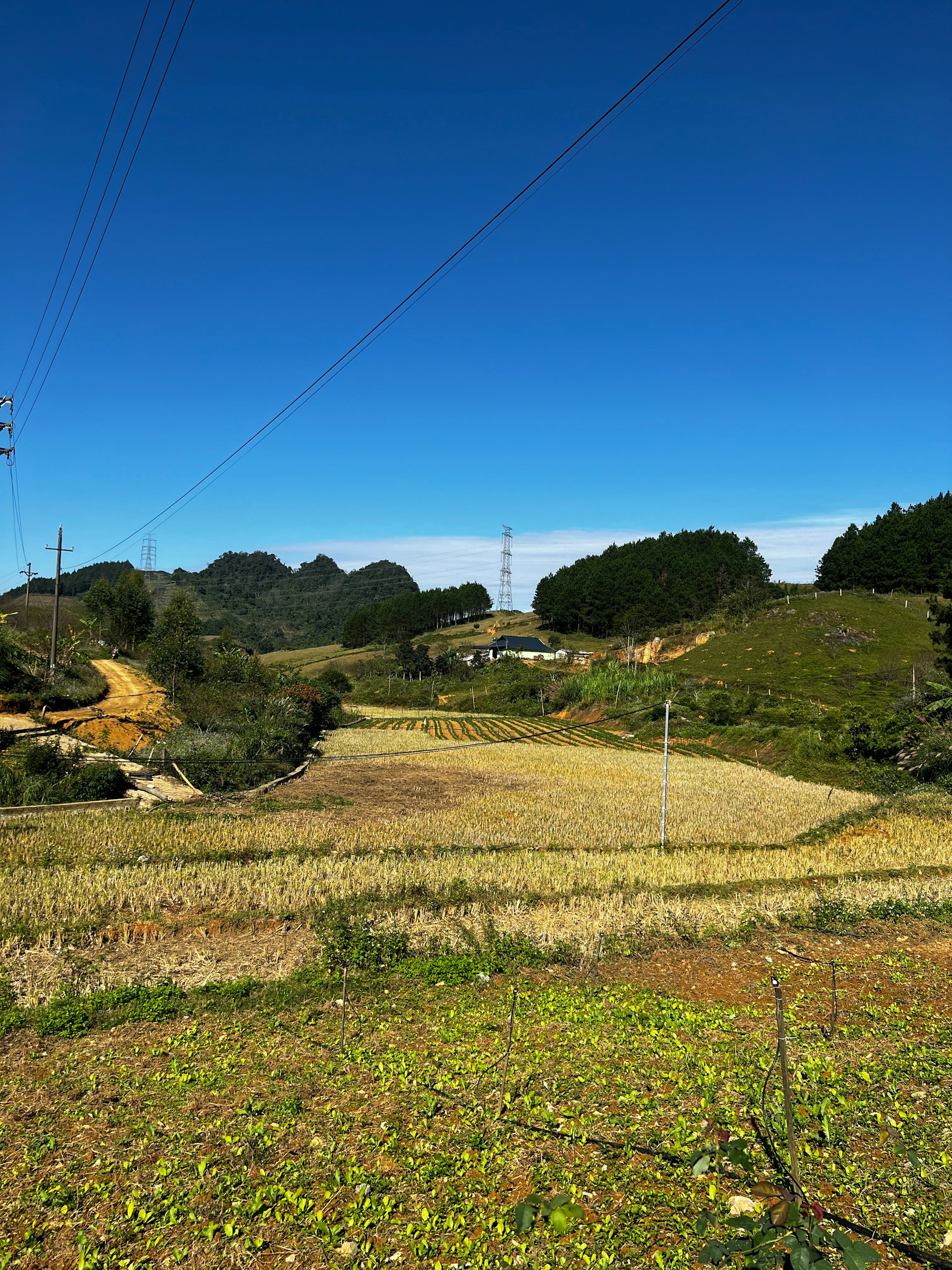 black and white bed linen